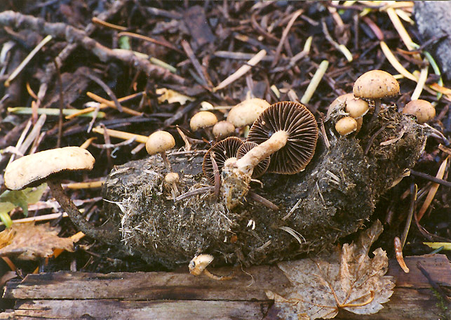 Psilocybe merdaria